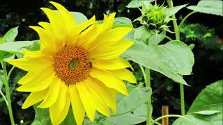 Sehnsucht nach den Sonnenblumen  #MusikzumStreicheln #JohannesRKöhler