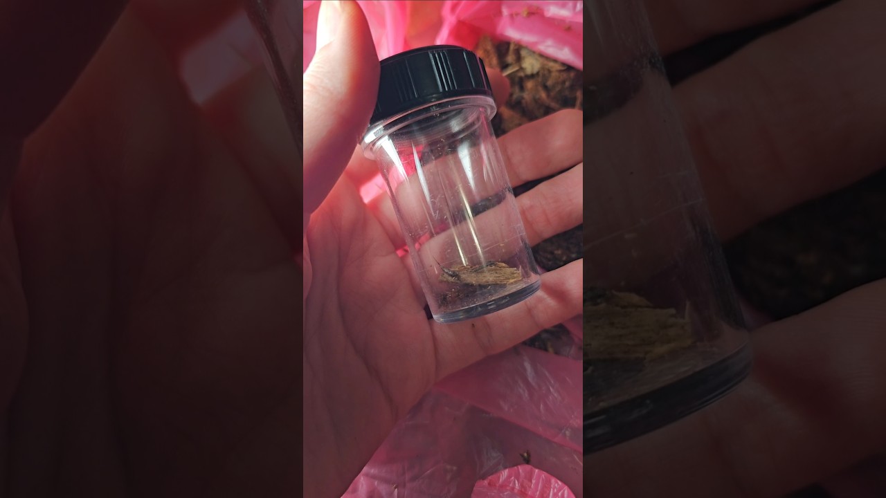 Lēcējzvīņene / Bristletail (Archaeognatha) 😍 