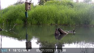 Uncommon visitor to Edwards Meadows HOA beaver ponds - a female hooded merganser!