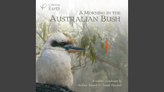 Restless Flycatchers