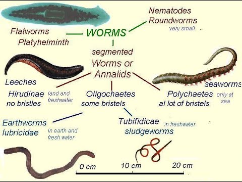 KLASIFIKASI CACING VERMES  LENGKAP SIMPEL YouTube
