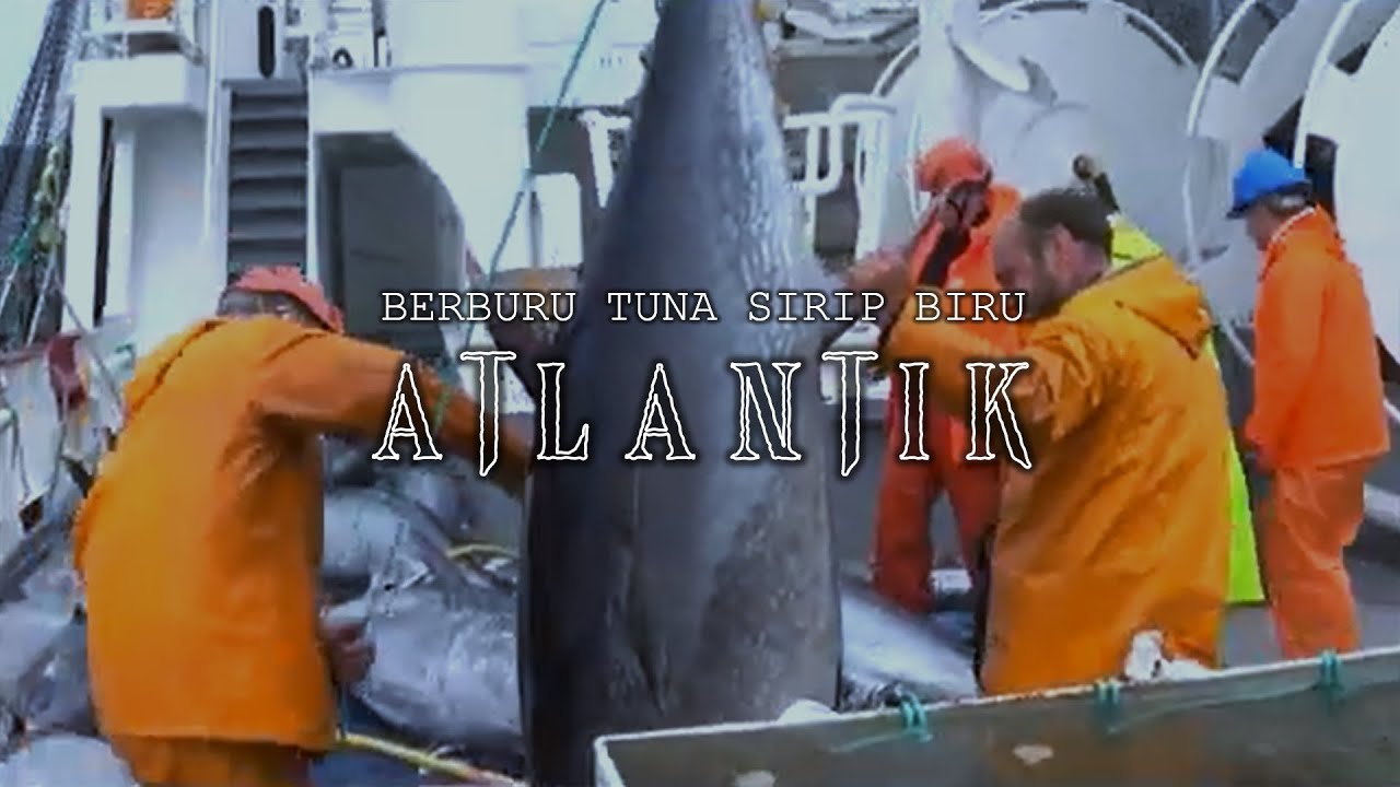 Tuna Reksa Berburu Tuna Raksasa Atlantik (Tuna Sirip Biru Atlantik) - YouTube