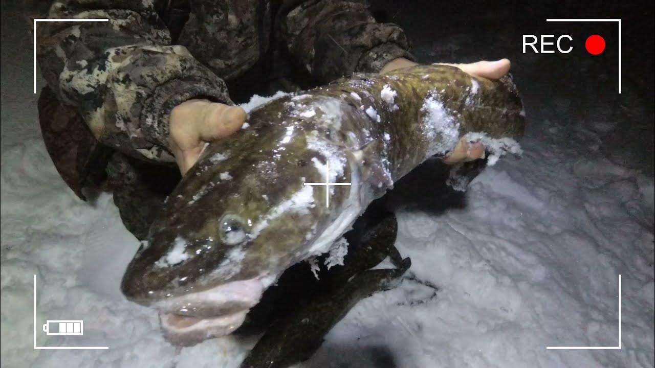 Самый большой налим. Налим якутия. Налим якутский. Нельма якутия. Налим налимыч.