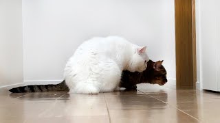 突然、家に知らない人が来た時の猫の反応が可愛いすぎた…!