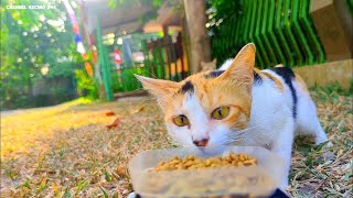 Memberi Makan Kucing Dengan Mainan Mobil - Cat Feeding ASMR by Channel Kucing 294 7,688 views 6 months ago 7 minutes, 15 seconds