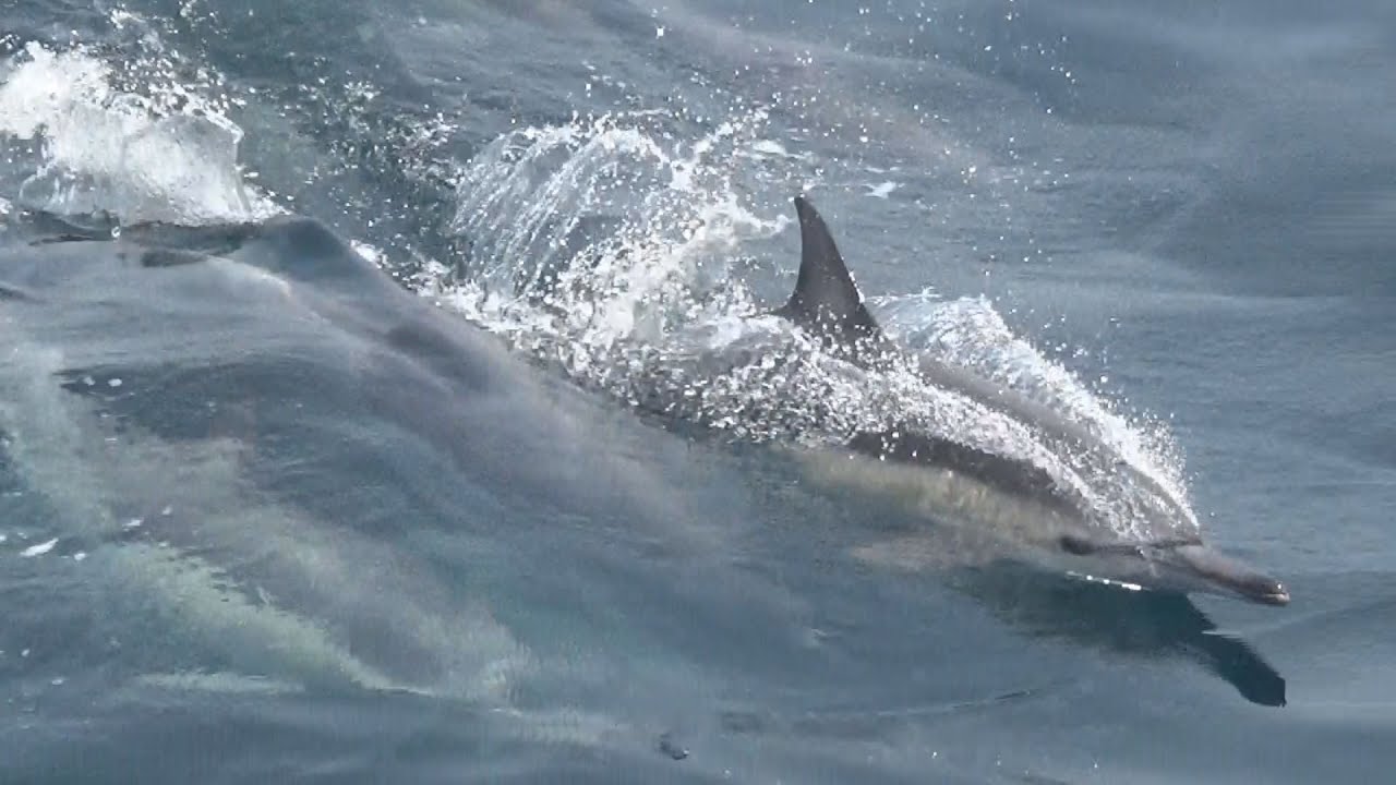 瀬戸内海にイルカの群れ 愛媛沖、50頭泳ぐ - YouTube