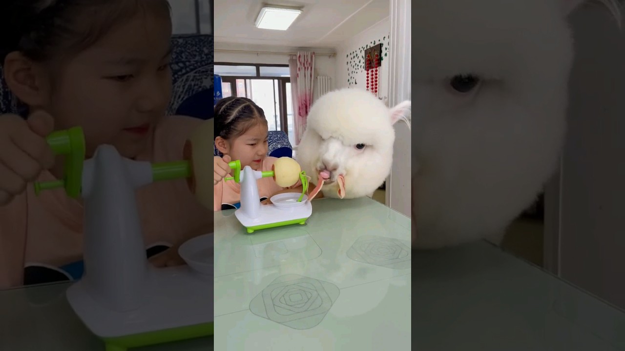 Alpaca eating apple peel. 🦙🍎 