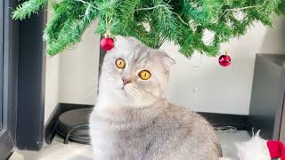 My christmas tree 🎄 by Mikey cat 1,352 views 1 year ago 1 minute, 53 seconds