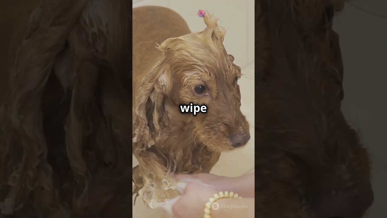 House Cleaning Hacks for Pet Owners!