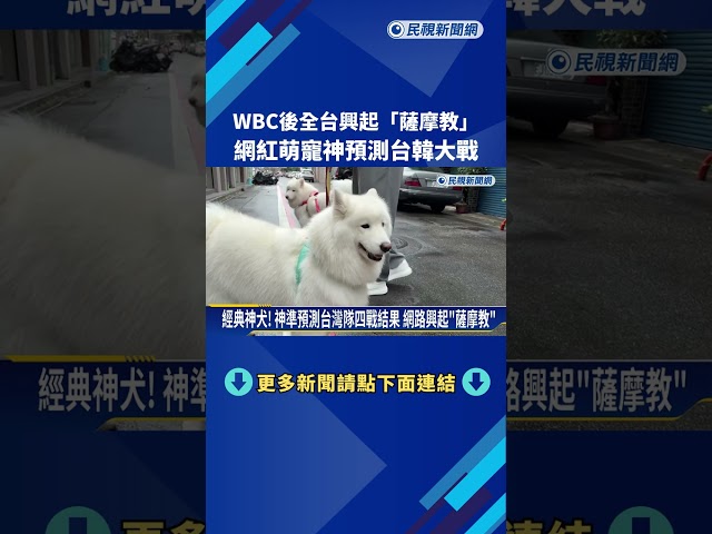 經典神犬! 神準預測台灣隊四戰結果 網路興起"薩摩教"－民視新聞