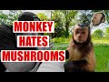 Monkey HATES Mushrooms! Funny