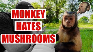Monkey Hates Mushrooms Funny