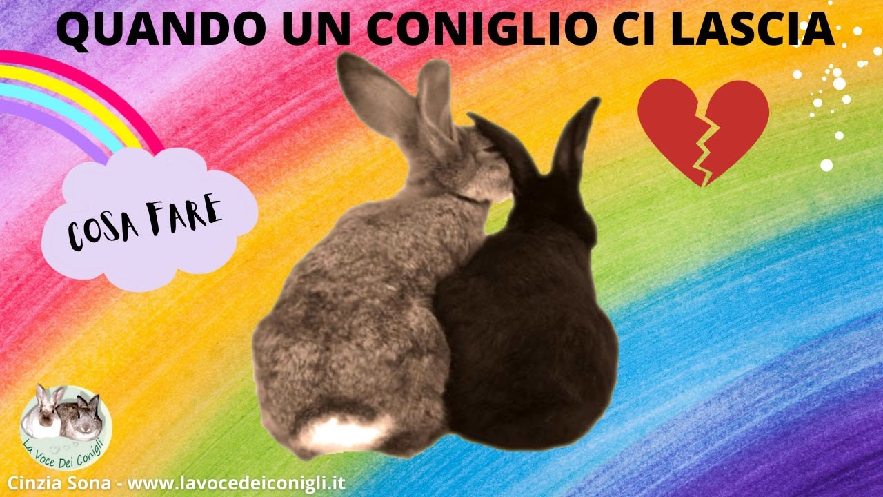 COSA FARE quando un CONIGLIO ci lascia 