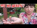 Что же делать? Готовлю мясной хлеб. Как спасти птенцов? Жизнь семьи в деревне.
