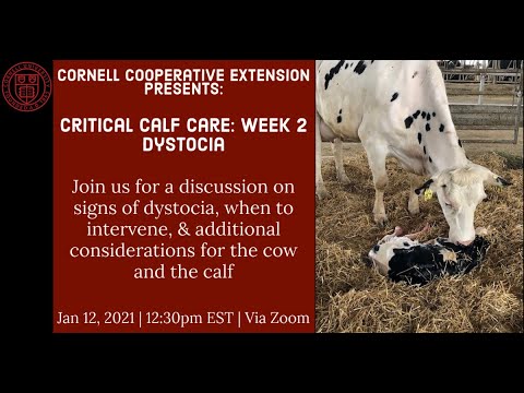 Critical Calf Care Week 2: Dystocia