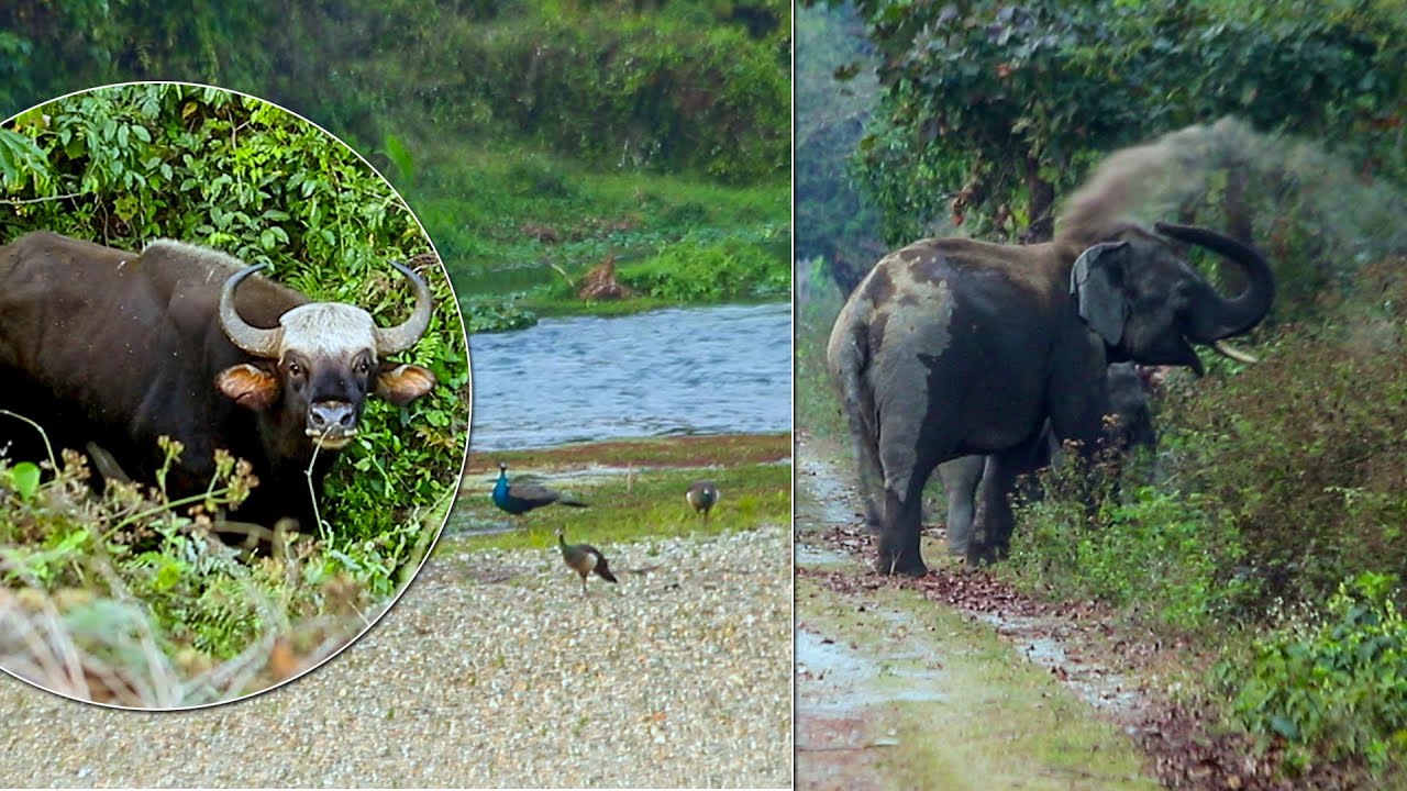An evening with peacock family the gaur-indian bison bull and asian elephants