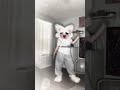 one more day #fypシ #furry #cosplay