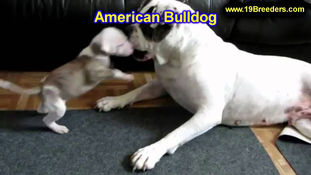 American Bulldog, Puppies, For, Sale, In, Billings ...