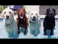 The Fab Four Have A Pool Day!!