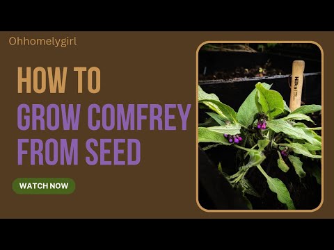 Video: Comfrey. augu pielietojums