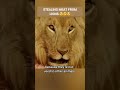 Stealing Meat From The Lions Lions Animals Africantribe Africanpeople Viralshorts Foryou 