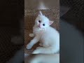 Девушка купила котёнка, а он оказался… #Shorts