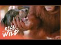 Orangutan Adopts A Dog | Real Wild