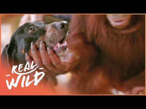 The Unlikely Bond Between A Dog And An Orangutan | Animal Odd Couples | Real Wild