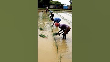 How Skip Row Transplanting Done in Paddy? #shorts