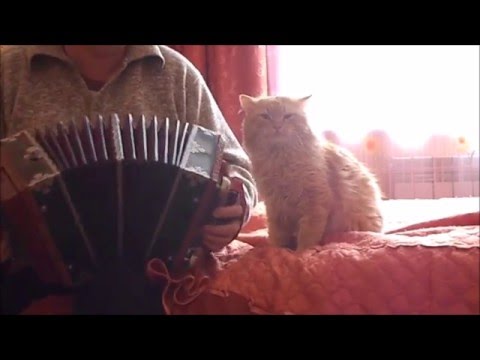 И БАЯН, И БАЮН. Funny cat and acordeon.