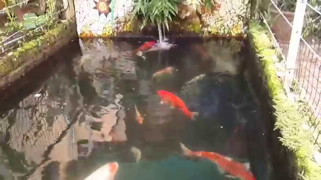 Koi and Pond May Mauritius 2014 YouTube