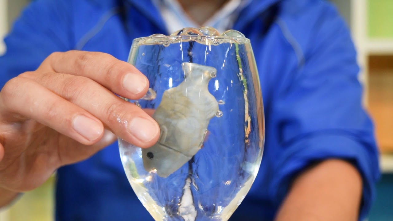 おへやでカガクカン 第24弾 吸水ビーズ Youtube