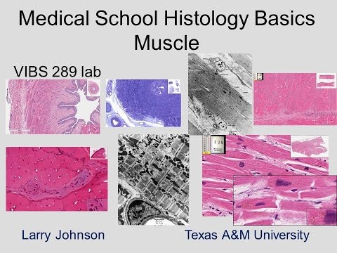 Medical School Histology Basics - Muscle  (shortened)