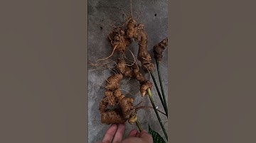 Xuống núi 4 củ / 270gram sâm rừng vùi .mỗi củ 6-9 mắt sâm chứ tính bìu trứng  #sâm_ngọc_linh_rừng