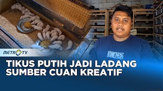 Dari Tikus Putih Bisa Menghasilkan Cuan Jutaan Rupiah