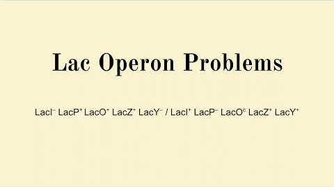 Lac Operon Problems