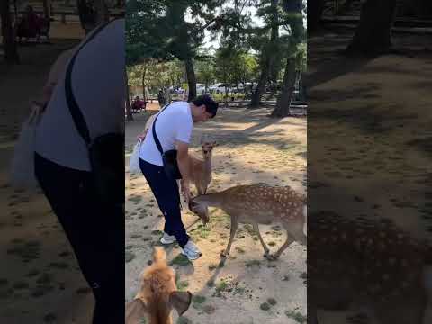 Adventures In Nara Nara Japan Adventures Deers 