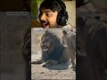 Funny Lion Video | Funny Memes Video #funny #memes #lol