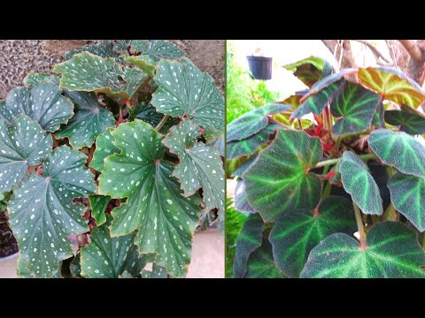Vídeo: Cuidados com begônias rizomatosas: aprenda a cultivar begônias rizomatosas