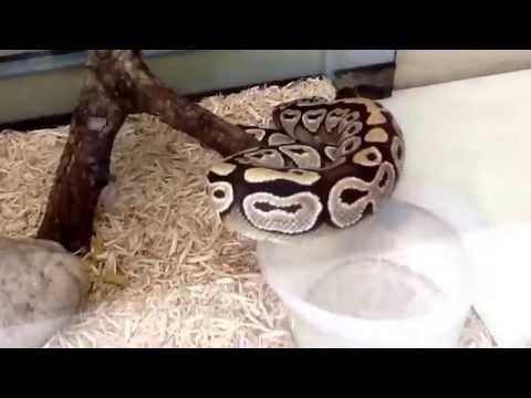 Ball python update