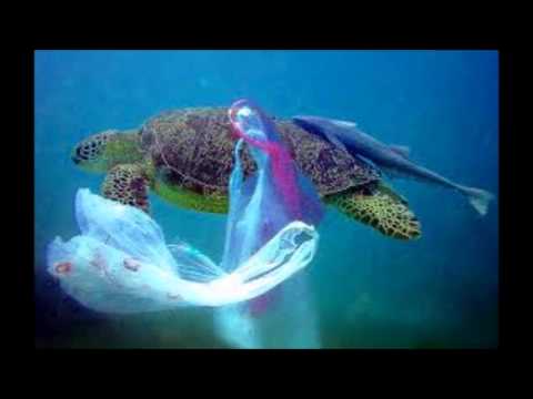 Plastic bags can harm sea life - YouTube Plastic bags can harm sea life - YouTube