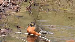 20240308_American Robin