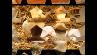 Download Lagu Anak Ayam Orkestra.wmv MP3