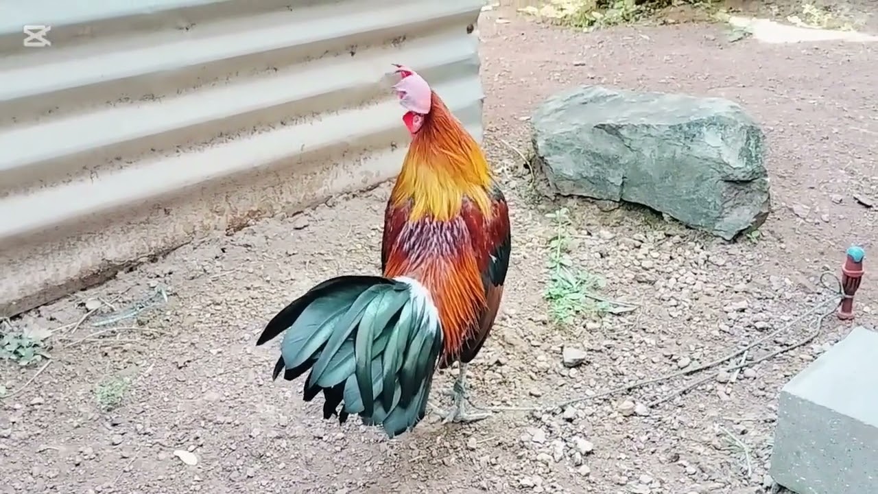 Qaib dib qua zoo 2025 nyiam noog tau nawb 