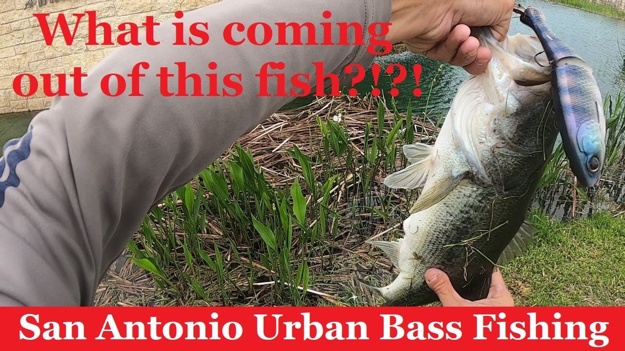 This TINY POND Is Absolutely INSANE! - Urban Bass Fishing San Antonio Texas - Glide bait & Texas Rig
