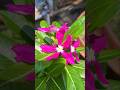 Home Garden a Nayantara Full er #shortvideo