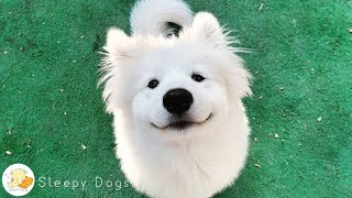 10 Hours Anti Anxiety Music for Dog: TV for Dogs & Fast-Boredom Busting Videos for Dogs with Music