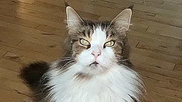 Catnip Consequences #animals #pets #catlover #fluffy