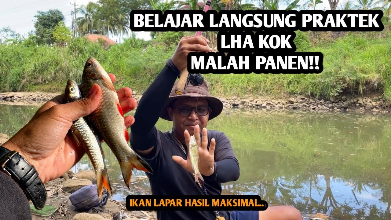 STRIKE HAMPALA DAN DERBANG TIADA HENTI!! Mancing hampala dan wader bareng Tiktokers Purworejo
