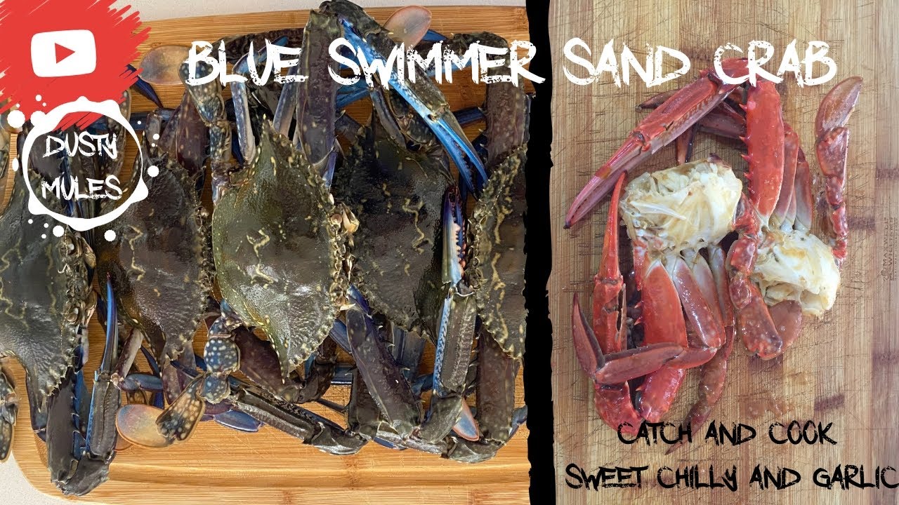 BLUE SWIMMER SAND CRAB CATCH AND COOK SWEET CHILLI AND GARLIC YouTube